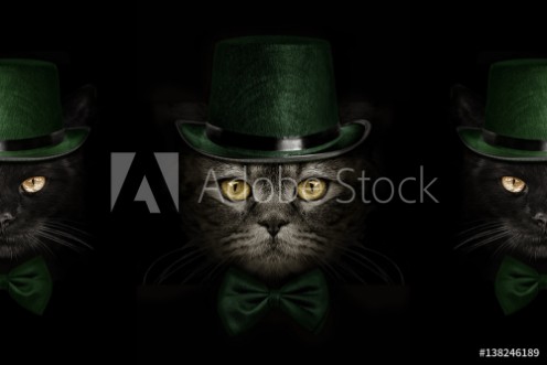 Picture of dark muzzle cat  in green hat and tie butterfly